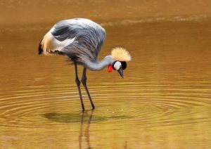 Some of the Top Birding Destinations to Visit on the KZN Mid-South Coast