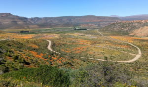 A Front-Row Seat to South Africa’s Wildflower Season