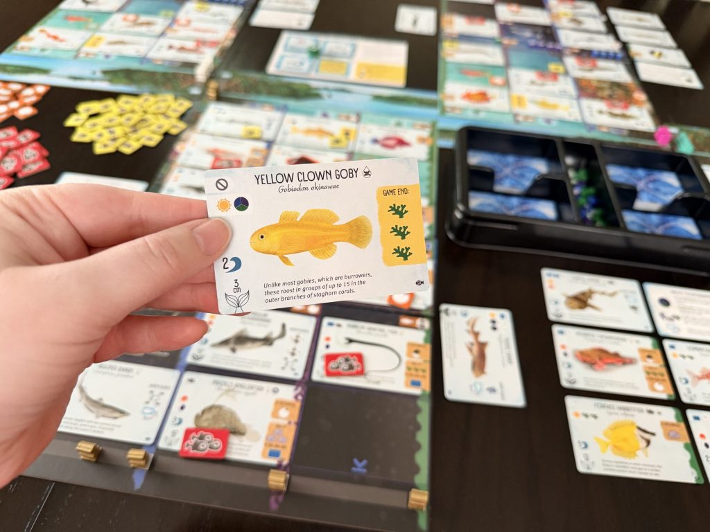 Celebrate World Ocean Day, one fish card at a time