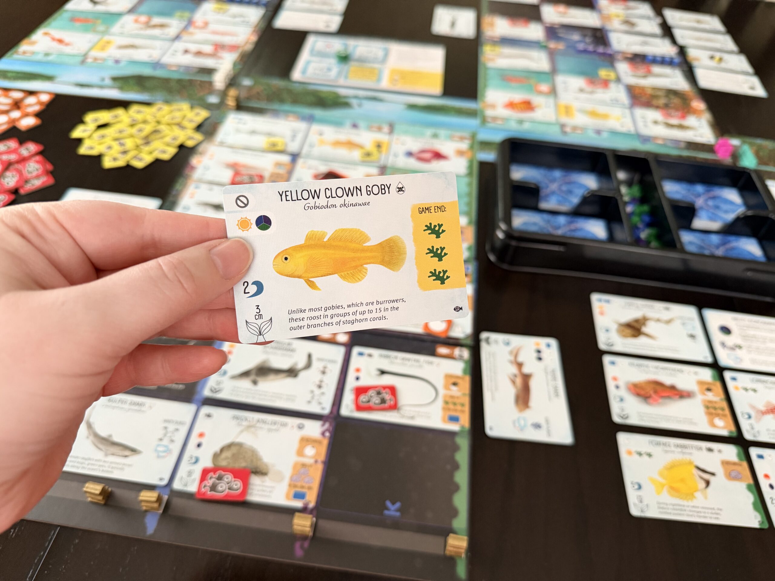 Celebrate World Ocean Day, one fish card at a time