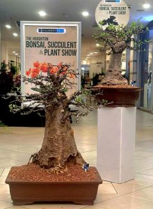 58 Vendors, Three Days, An Award-Winning Show: The Houghton Bonsai, Succulent & Plant Show Is Back With Its Biggest Line-Up Yet