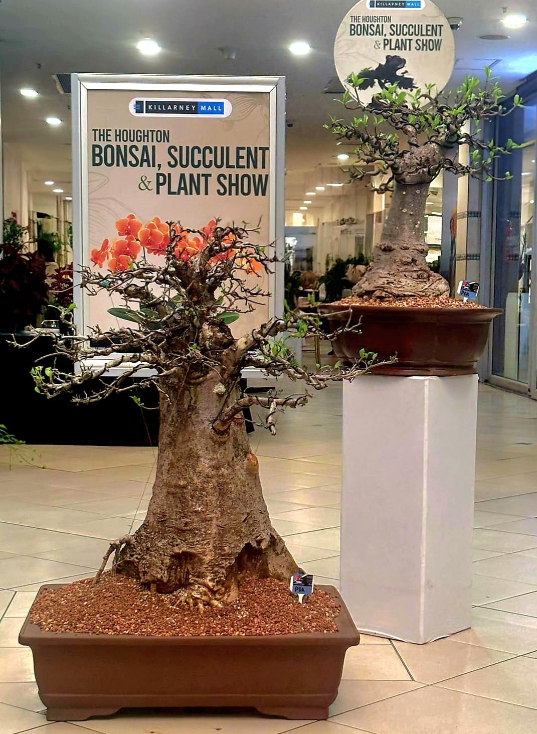 58 Vendors, Three Days, An Award-Winning Show: The Houghton Bonsai, Succulent & Plant Show Is Back With Its Biggest Line-Up Yet